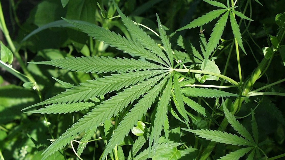 4.23.26 - Marijuana
